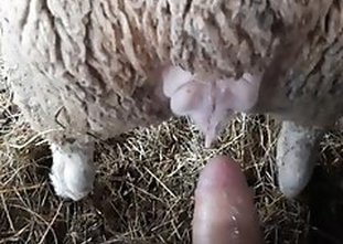 PornTubeZoo